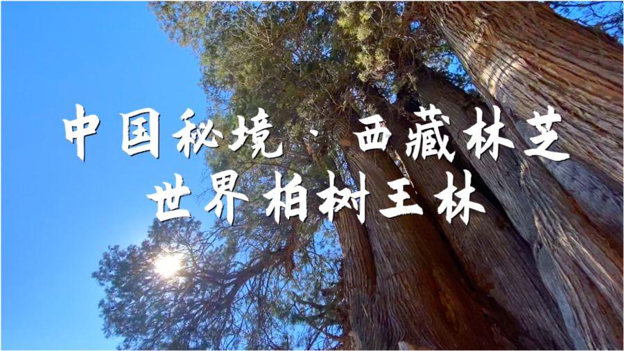记者大逃脱
